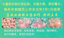 山东临沂费县京波万亩西红柿蔬菜专业合作社