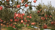 --18苹果树